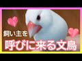 【文鳥2才11か月③】朝のルーティン「巣ができたよ！」と飼い主を呼びに来て、整えた巣をみて欲しそうにする3代目文鳥ピーちゃん 癒し系動物 Java sparrow