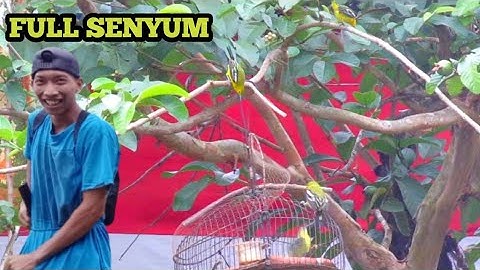 mikat burung sirtu jantan ekor hitam gacor 😎👌