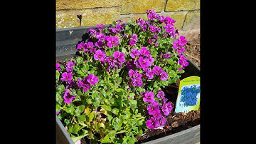 JamWreck Sleep Meditation Try not to laugh.