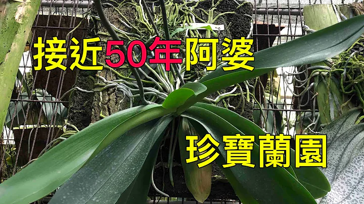 接近50年的台灣阿婆蝴蝶蘭 和一堆一堆原生種蘭花！！ 珍寶蘭園！！ - 天天要聞