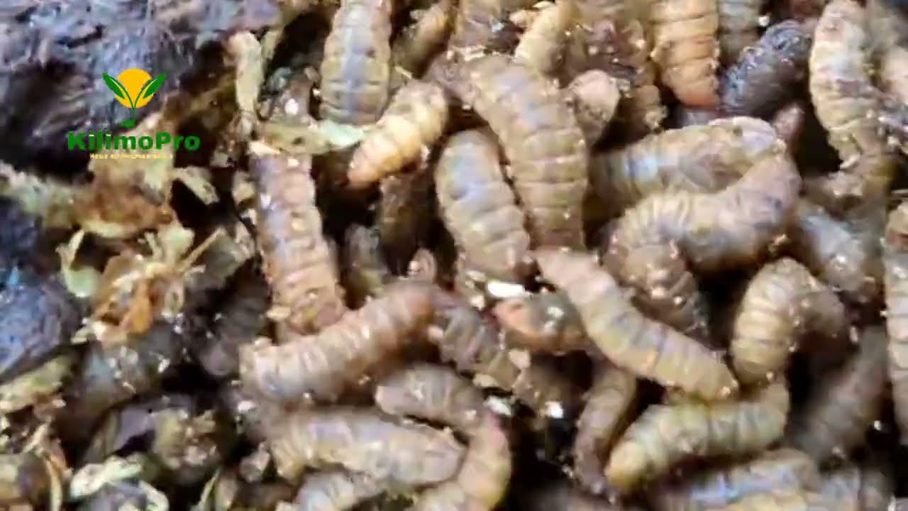 JIONEE UZALISHAJI WA BLACK SOLDIERS FLY, NZI CHUMA, CHAKULA CHA MIFUGO, HUPUNGUZA GHARAMA ZA UFUGAJI