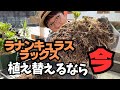 【ラナンキュラスラックス】芽が出てきた今が植え替えのタイミング！