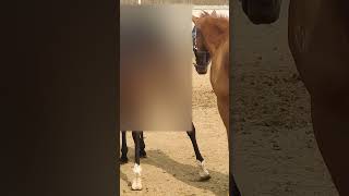 Handsome Horse Is Having Fun Together