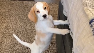 2 Month Old Beagle Puppy Grumpy At New Home