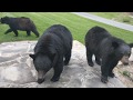 The Bear Family paid us their first visit this year