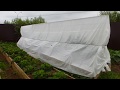 Огурцы - выращивание на шпалере, формировка. 2017 год