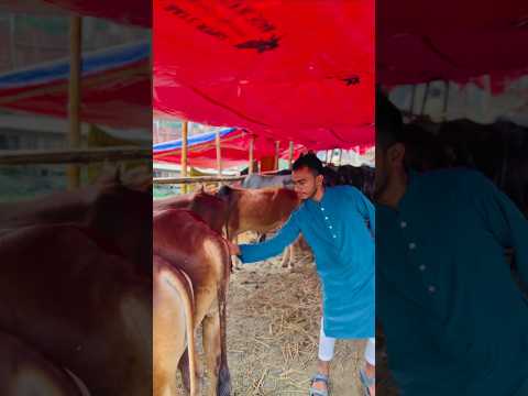 ফাপর বাজের কোরবানি #shortvideo #funnyvideo #vairalvideo