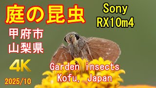 庭の昆虫 Garden insects in Japan Sony RX10m4 [4K]