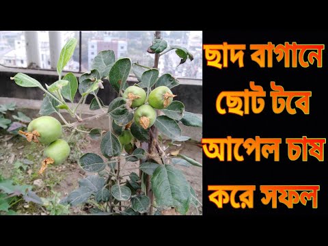 ভিডিও: আপেল পাকা হওয়ার আগে আপেল গাছ থেকে পড়ে যায়: কেন তারা গাছ থেকে পড়ে না? আপেল গাছ ফল পাকার আগেই ঝরে গেলে কি হবে?