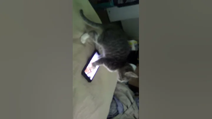 Cat    and the other one is a little Bab