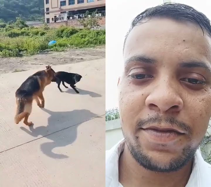 dog fight..... #dog #fight #viralvideo #pubg #dogfight #viralseen