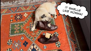 Pug Shoe Fetish