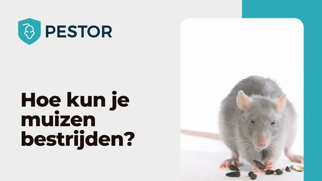 Hoe Vang Je Een Muis In Huis Slimme Strategieën Zonder