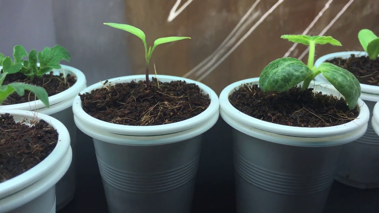 Download How To Grow Paprika Pepper Indoors Feher Ozon Sweet Paprika HD Get Wallpaper How To Grow Paprika Pepper Indoors Feher Ozon Sweet Paprika Desktop Wallpaper