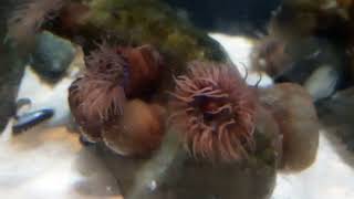 Beadlet Anemone Actinia Equina
