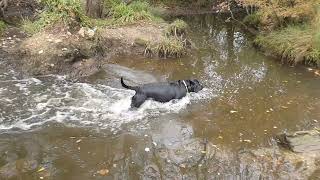 Slomo of Ebony in the River Alver