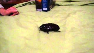 Giant Burrowing Cockroach