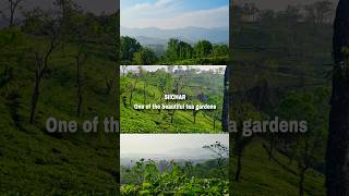 SIlCHAR One Of The Beautifull Tea Gardens #assam #assam #reels