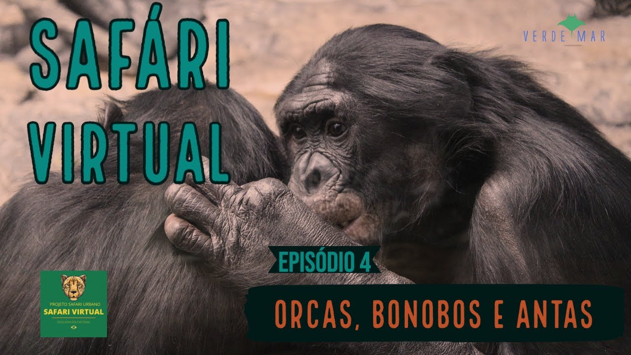 Bonobo Monkey Youtube