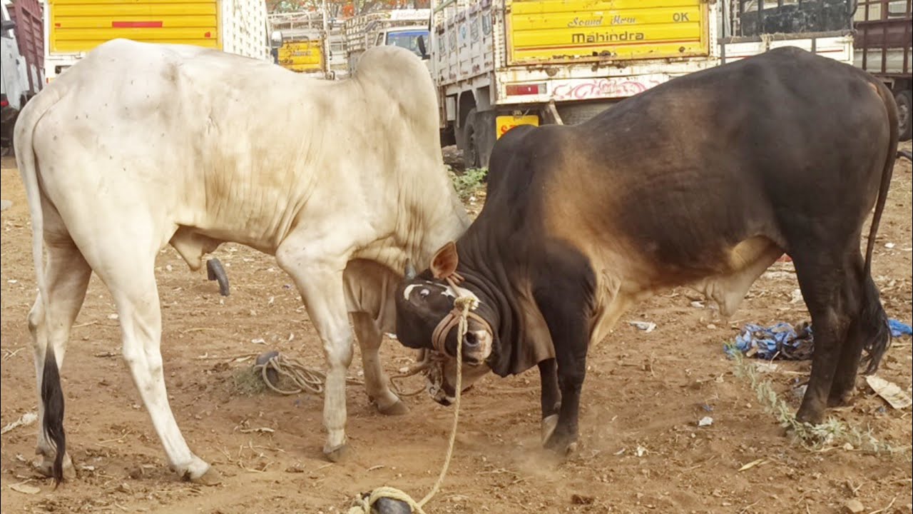 pebbair bull market 2022-bulls fighting video-bull farming in india-ox fighting-cattle fight video