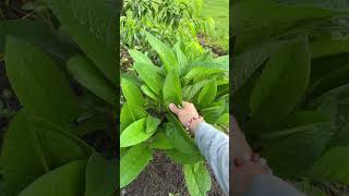 This is how we heal the land#Comfrey #Permaculture #SoilHealth #RegenerativeLiving #EarthFedLiving