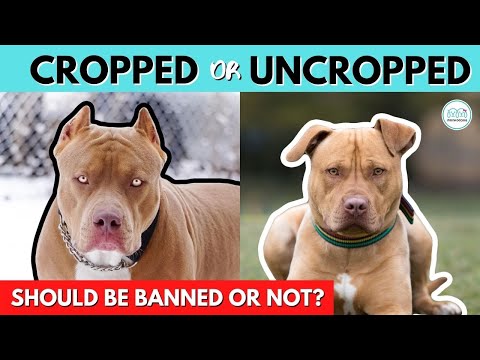 Video: Ali obrezovanje ušes psom škodi?