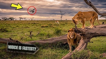 The 10 FASTEST ANIMALS in the WORLD! | FASTEST RUNNERS in the Animal Kingdom (TOP 10 RANKED)