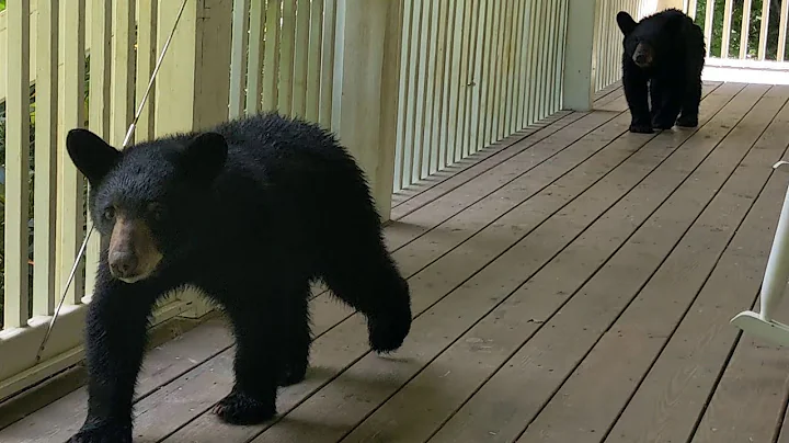 Bear Ruby and Cubs  A Pleasant Surprise Visit