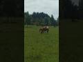 Foal 2 #shorts #horse #foal #travel