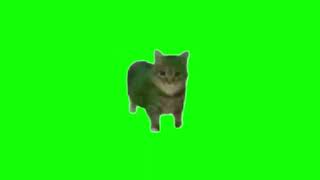 Oiiaoiia Cat Meme (Green Screen)