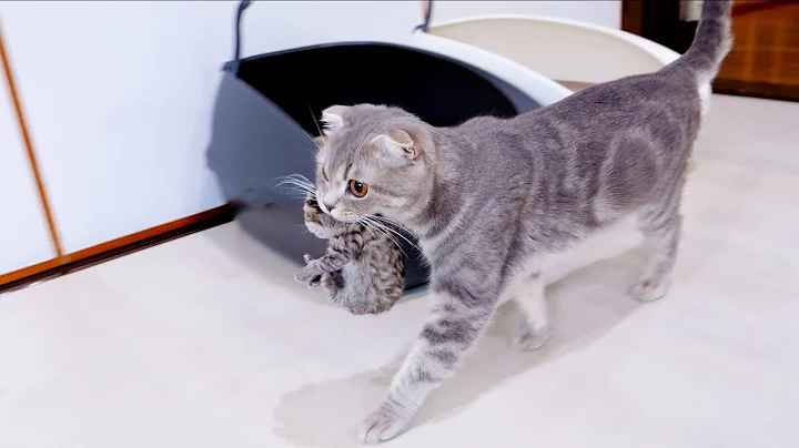 Watch the video about A mother cat moves into her father's room with a kitten in her mouth.