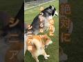 ハスキーが突進してきても絶対にぶつからない柴犬が凄すぎる… #柴犬 #シベリアンハスキー #shorts