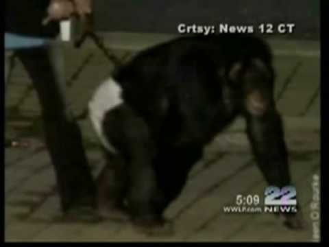 call chimpanzee attack travis chimp