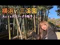 【ノーブラ散歩】横浜・三溪園で癒やし。紅葉と竹林が綺麗すぎて心が洗われました( ⁎ᵕᴗᵕ⁎ )【33サレ妻】