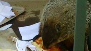 A Marmot eatting Pizza :D / Une Marmotte mange Dla Pizza :D