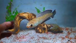Stewarti Estetik