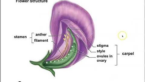 chapter11 Genetics  Bio111