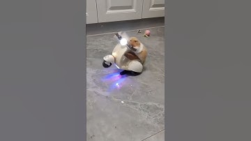 TRỜI ƠI CỨU TÔI VỚI , CỨU CUỘC ĐỜI TÔI VỚI #hamsters #hamsterbear #hamstersrobo