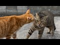 外で暮らす猫が病気の家猫と友達になってくれた。マロンとトラ福（細マッチョ）
