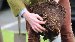 Find out everything you need to know about planting trees with alys
fowler. read more
http://ketchup.homeserve.com/blog/alys-fowler/how-to-plant-apple-trees/