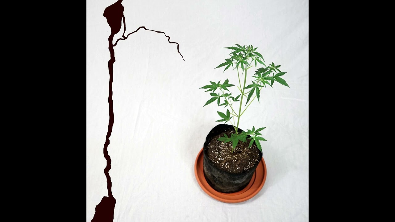 Rivah Jordan - Auto - New Dancehall 2022