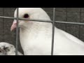 #Pigeons.Больные и мёртвые голуби.