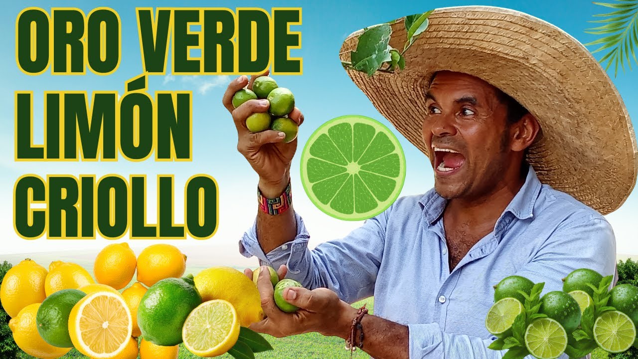 Cosechando Oro Verde: Limón Criollo Fresco.