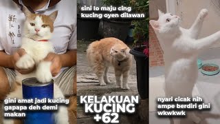 KELAKUAN KUCING  62 😂 RAS KUCING TERKUAT DI BUMI 😋