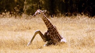 Premiers pas d'un girafon - ZAPPING SAUVAGE