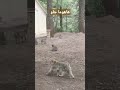 ها هوما جاو ها هوما جاو
