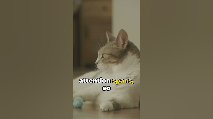 Cat Training Tips #cat #shorts