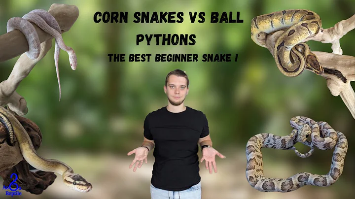 THE BEST BEGINNER SNAKE: BALL PYTHON VS CORN SNAKE !