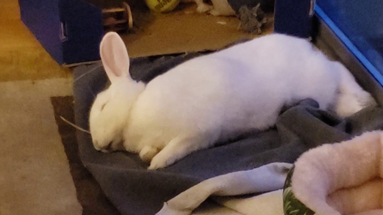 Albino bunny: falling asleep or slippin into darkness??? 