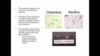 Enterobacteriaceae and Biochemical Testing